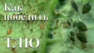 🌳Как избавиться от ТЛИ на ОГОРОДЕ в САДУ.