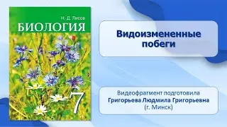 Тема 29. Видоизмененные побеги. Лабораторная работа № 8 «Строение клубня картофеля и луковицы»