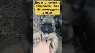 Усыновите крох из приграничной зоны 🙏(щенки и котята)