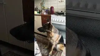 Дай вкусняшку, я заслужила!