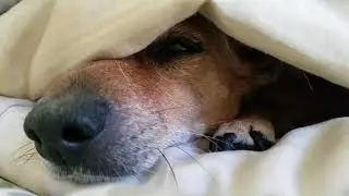 July 28 2018  Toby Hiding in Bedsheets B