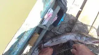 Обь.  Проверка  перемёта  на   живца.