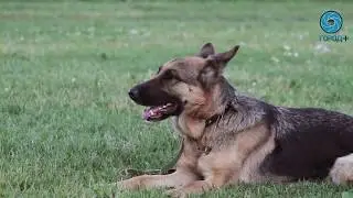 Как это: воспитание собаки