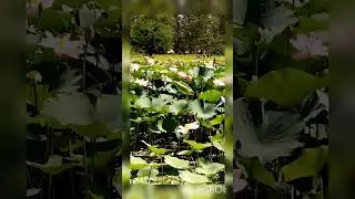 Лето проходит.