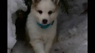 Да Винчи. ЯКУТСКАЯ ЛАЙКА