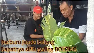Berburu Janda bolong dapatnya sirih gading bolong - Nugros TV