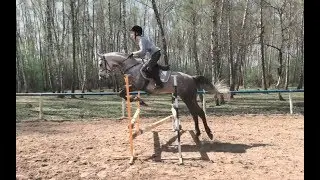 horse jumping training (Софья/Афина)