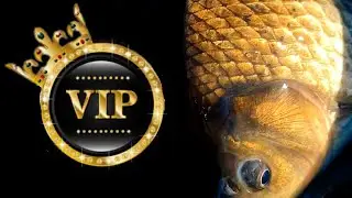 VIP - Рыбалка