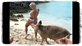 СВИНЬЯ КУСАЕТ ДЕВУШКУ, приколы с животными подборка | Funny Animals compilation 