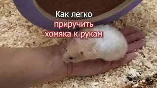 Приручаем хомяка. Подарок для хомяка