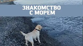 Лабрадор Бетти Первый Раз Увидела Море