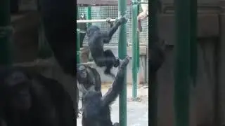 bonoboape mating in zoo