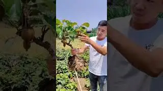 Planting A Kiwi Tree For Generations 