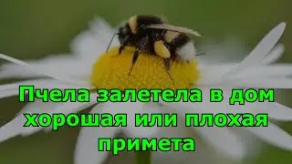 Пчела залетела в дом хорошая или плохая примета.