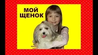БИВЕР ЙОРК Любимый щенок НИКА  Доброе видео с Животными для детей *** ЛикиСтори