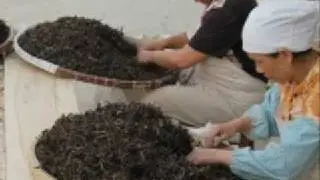 How do they make it? Puer Tea Production