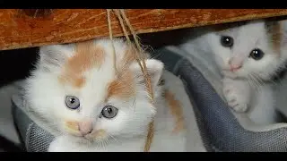 Kitty vs The Monster