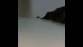 HfpCne RQIDP3YJQ