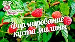 Формирование куста малины #urozhainye_gryadki