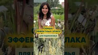ВЕСЬ СПИСОК ЗЛАКОВ В ОПИСАНИИ К ВИДЕО. #сад #дача #садовыйцентр #цветы #длядачи