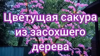 Цветущая сакура из засохшего дерева.