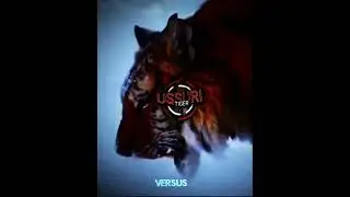 АМУРСКИЙ ТИГР VS УССУРИЙСКИЙ БУРЫЙ МЕДВЕДЬ | Siberian tiger vs ussuri brown bear#tiger #versus