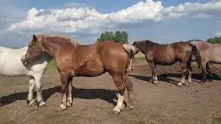 Кобыла Стихия вернулась к Султану