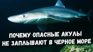 Почему опасные акулы не заплывают в черное море