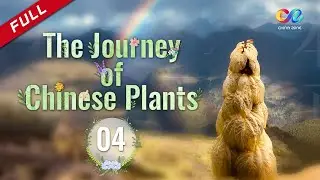 【ENG DUBBED】[The Journey of Chinese Plants] EP4 影响世界的中国植物