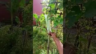 produksi biji pria..wkwkw