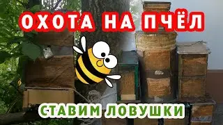 ОХОТА НА ПЧЁЛ СЕЗОН 2024