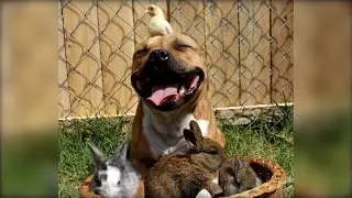 Мифы о животных, в которые ты веришь!