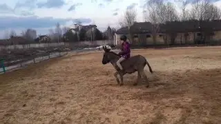 Верховая езда на осле (ШВЕ Династия)