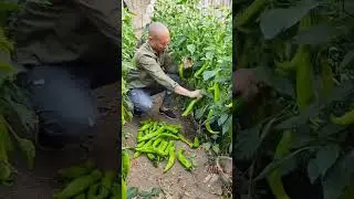 Help Needed For Pepper Harvest 😀 
