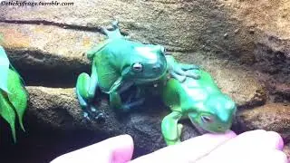 Jens checks the Structural Integrity of the Hand-Taxi for sister Voigt to take a ride!