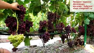 Памяти учителя- фантастическая нагрузка на куст, но ягода осталась крупной и грозди огромные!