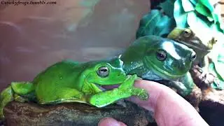 Tonight’s Vicious Finger-Shredding Attack-Frog is Jens! (Voigt helps with Kissies!)