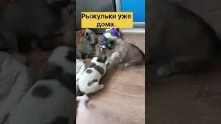 Малыши из приграничья уже в Москве. Осталось ещё 3