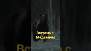 МЕДВЕДЬ ПРИШЁЛ НА ЗАПАХ ТУХЛЯТИНЫ.