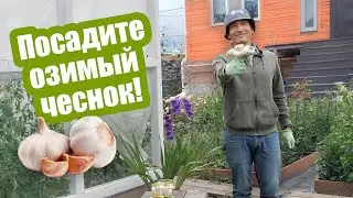 КОГДА САЖАТЬ ЧЕСНОК ОСЕНЬЮ? Все особенности посадки чеснока под зиму