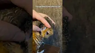 Telinga burung hantu kemasukan kecoa?? 
