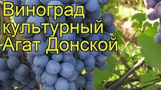 Виноград культурный Агат Донской. Краткий обзор, описание характеристик Agat Donskoi