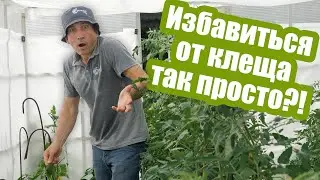 Чем обработать ТЕПЛИЦУ ОТ ПАУТИННОГО КЛЕЩА? Вредитель ЭТОГО очень не любит!