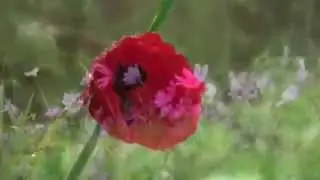 Живые мощи часть 2