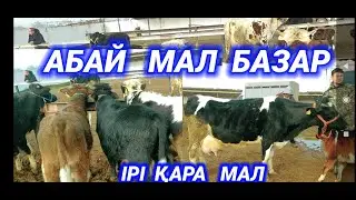 КЕЛЕС АБАЙ МАЛ БАЗАРЫ 21.01.2024 | СИЫР БҰҚА БАҒАСЫ | 가축 시장 ,말 시장