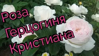 Роза Герцогиня Кристиана.