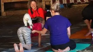 Goat Yoga at Full Circle Ranch - Fun, fitness, wellness, with goats