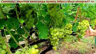 Парад сортов 27.07.24 года виноград Красавчик, мой канал Рутуб https://rutube.ru/channel/24306856