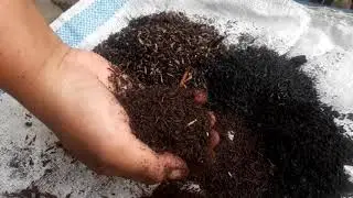 Cara Repotting Monstera Adansonii atau Janda Bolong | Tutorial Mengganti Pot Tanaman Hias