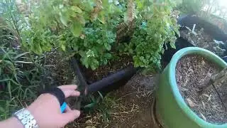 Tools - Amazon - Drill America M12x1.25 Die Got M14x1.25 Instead - Garden Update N More - 4 6th 22